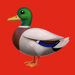 Nick Abbot soundbite: Quack, quack